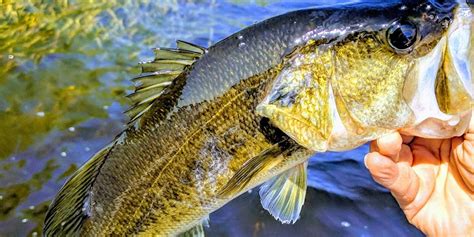 largemouth bass fishing|The Ultimate Guide to Catching Largemouth Bass.